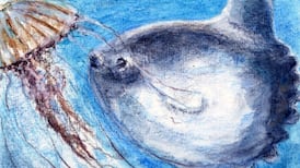 Another Life: Searching for sunfish where jellyfish gather