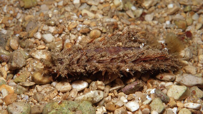 On Irish shores: a sea mouse similar to the one Martha Holmes found. Photograph: Reinhard Dirscher/Getty