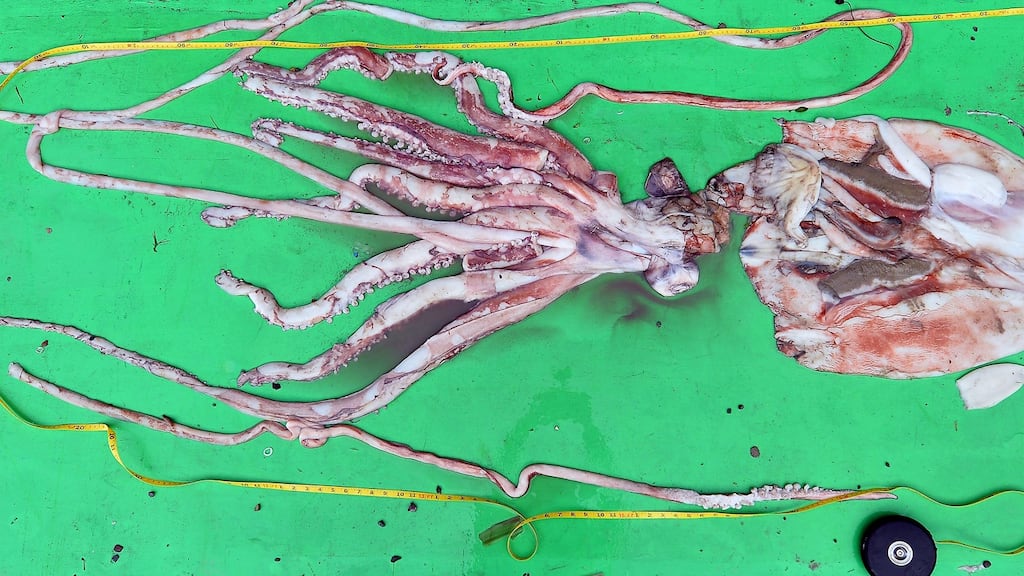 Photograph: Domnick Walsh