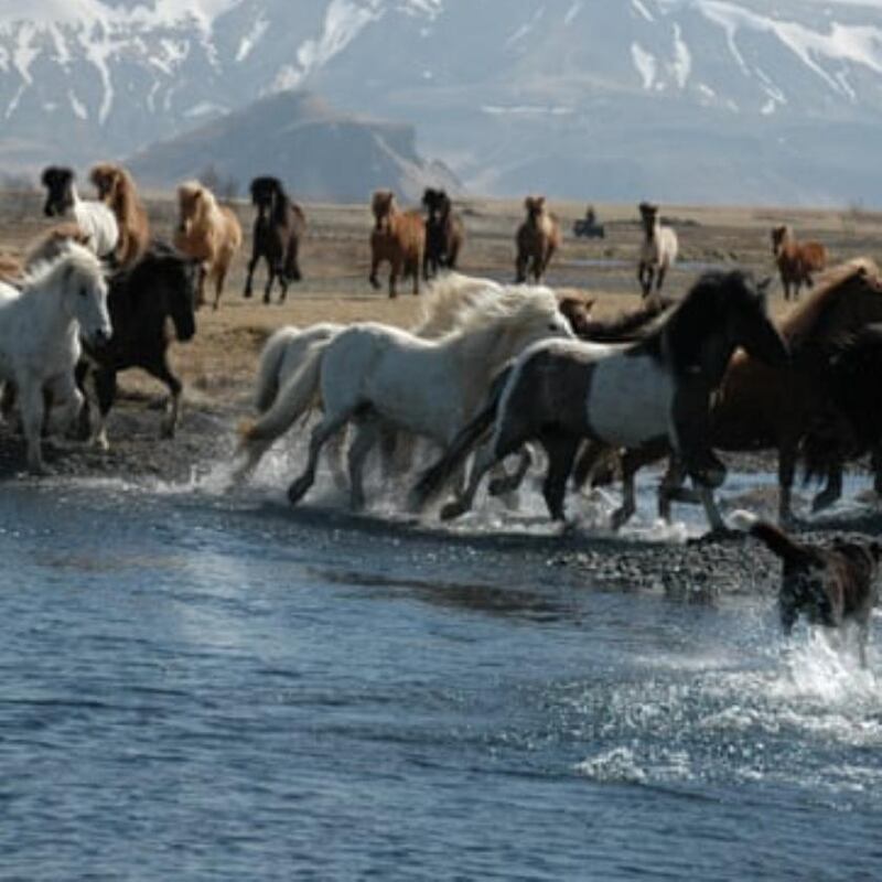 Hotel Fljótshlíð is located on a traditional Icelandic horse farm