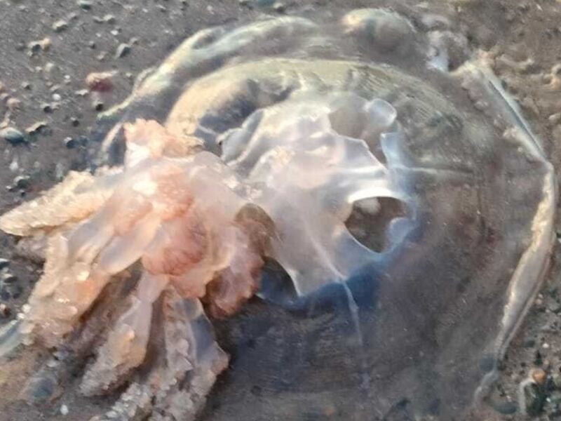 A jellyfish on the beach in Bray, Co Wicklow. Photograph: Marie Louise Hartford