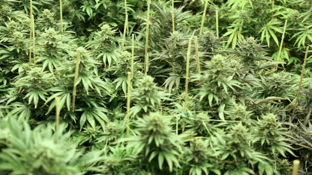 Four people have been arrested following the seizure of cannabis worth an estimated €600,000 in Cork. Photograph: Cliff DesPeaux/Reuters.