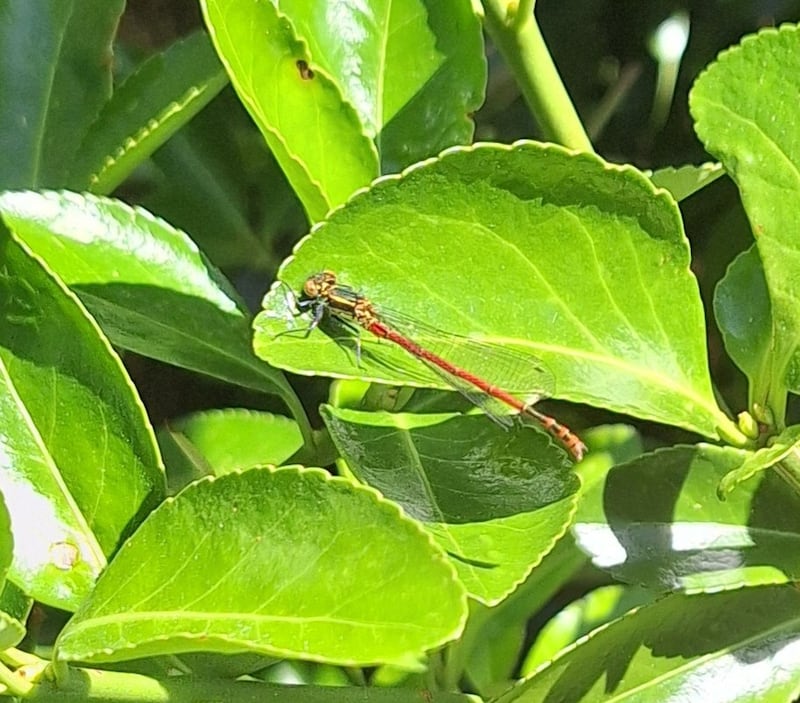 Large red damselfly. Photograph supplied by Paul Dunne