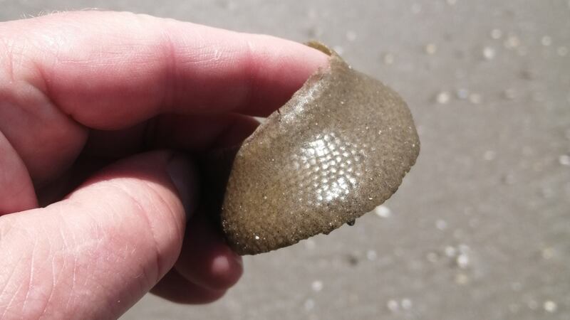 Egg cases of the large necklace shell