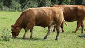 New Zealand co-op board stands behind €135m Dawn Meats offer despite rival debt deal offer