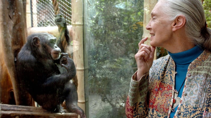 Jane Goodall, the world’s foremost authority on chimpanzees, with Nana at a zoo in Magdeburg, Germany, in 2004. Photograph: Jens Schlueter/AFP/Getty Images