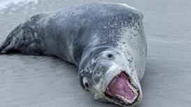 USB found in frozen seal poo in New Zealand reunited with owner