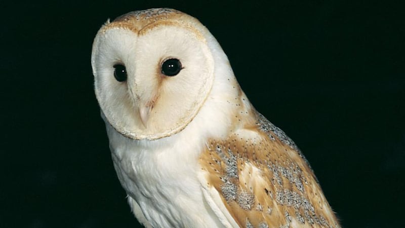 Barn owl. Photograph: Mike Brown/Birdwatch Ireland