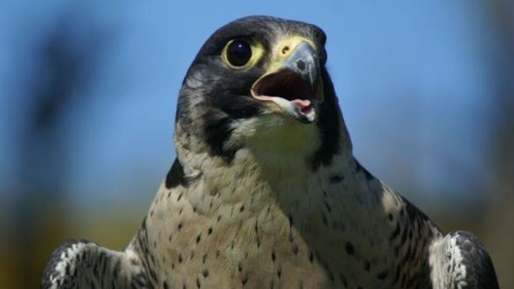 The peregrine falcon, found in Oranmore, Co Galway, tested positive for avian influenza subtype H5N1.