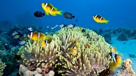 Parts of Australia’s Great Barrier Reef show highest coral cover in 36 years — AIMS study