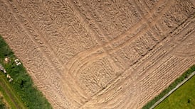 Deirdre O’Mahony’s The Quickening: the unlikely star of the show is a dung beetle