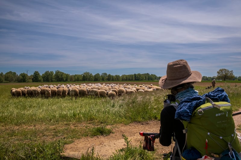 FROMISTA, SPAIN - MAY 8: An American pilgrim photographs a flock of sheep in the town of Campos, on May 8, 2024 in Fromista, Palencia, Spain. The Camino de Santiago is an ancient pilgrimage route from different places in Europe. Pilgrims walk towards the cathedral of Santiago de Compostela(Photo by Xurxo Lobato/Getty Images)
