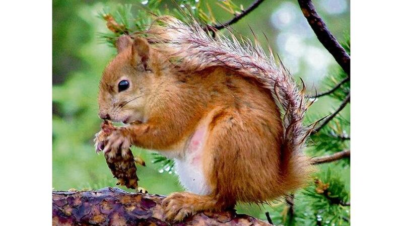 The red is now mostly confined to the west of the country.