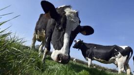 Three possible causes being explored in BSE investigation