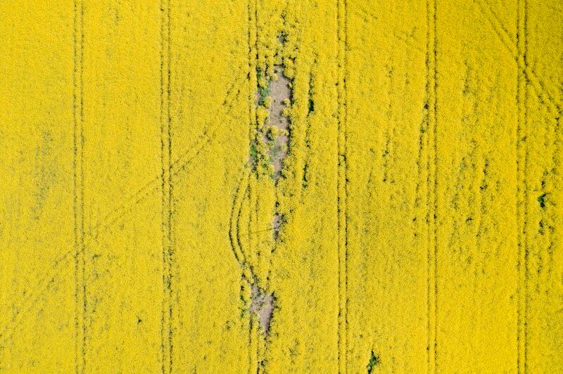 The Quickening by Deirdre O'Mahony. Photograph: Tom Flanagan