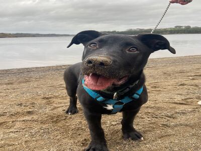 Charlie at the Blessington Lakes in Co Wicklow.