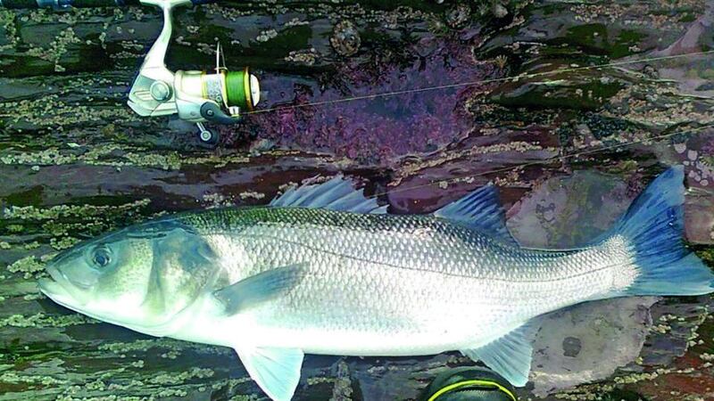Specimen bass for Pat O’Shea of 4.62kg caught in Cork Harbour on sandeel.