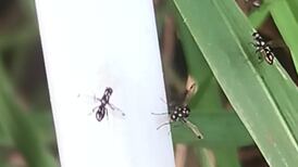 Dung flys indulge in wing-waving displays on the flowers of umbels