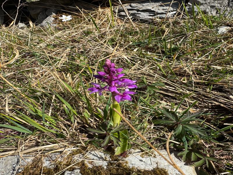 Purple orchid. Photograph supplied by Frank Russell