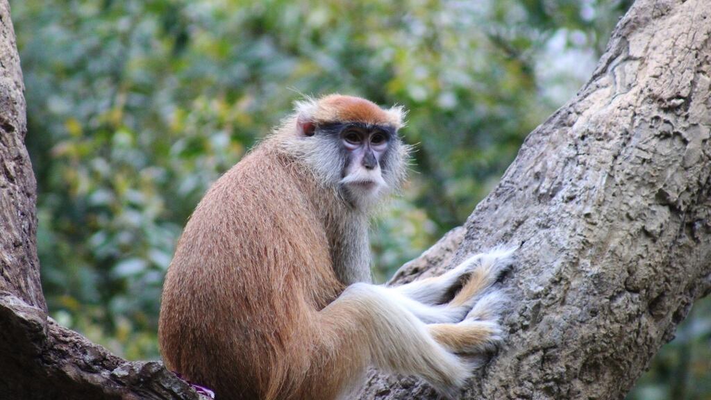 The blaze broke out Tuesday morning in the Patas monkey house. Photograph: Getty.