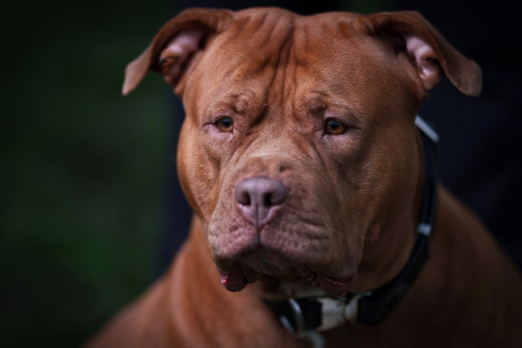 Under Government regulations it became illegal to import, breed, rehome or resell XL bullies in October. Photograph: Christopher Furlong/Getty Images