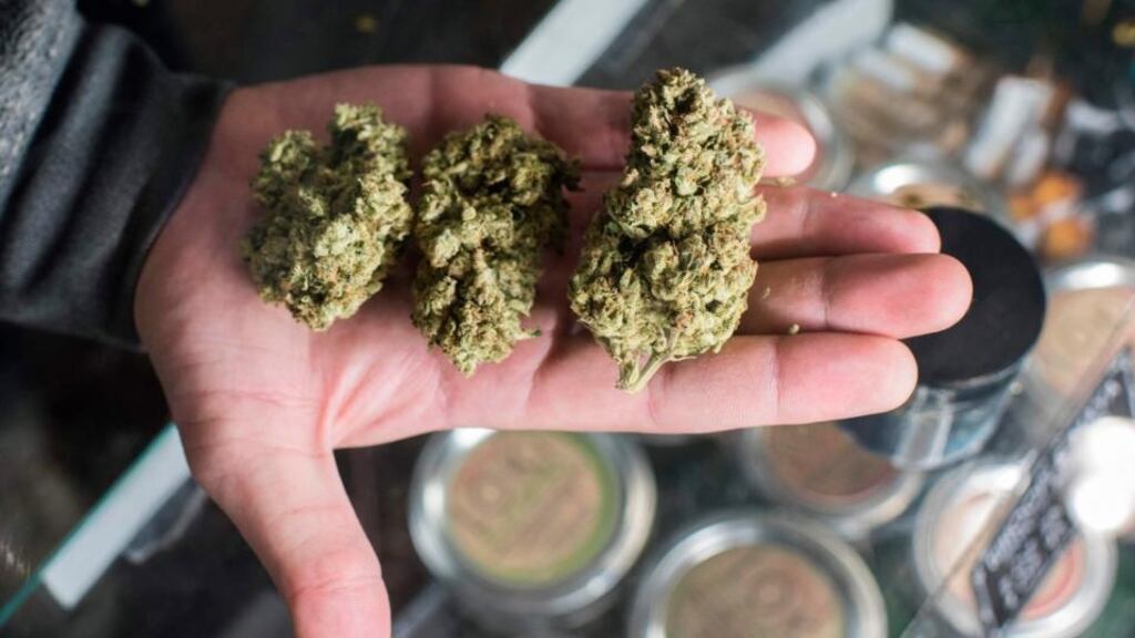 A “budtender” displays cannabis at the Higher Path medical marijuana dispensary in Los Angeles. Photograph: Robyn Beck/AFP/Getty Images