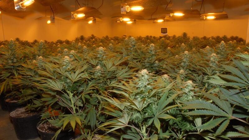 Garda handout photo of a cannabis factory that was uncovered at a business premises in Tuam, Co Galway. Photograph: Garda Press Office