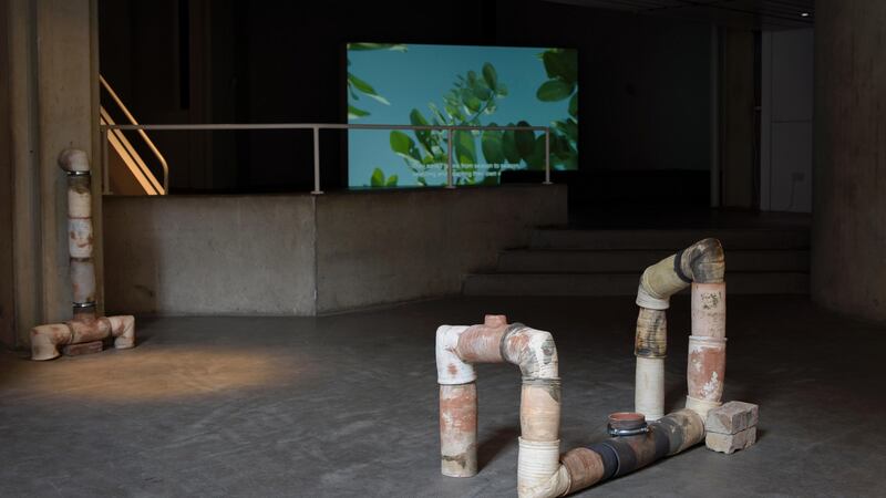 Jumana Manna, Wild Relatives (2018) installation view. Courtesy of the artist and the Douglas Hyde Gallery, 2019. Photograph: Louis Haugh