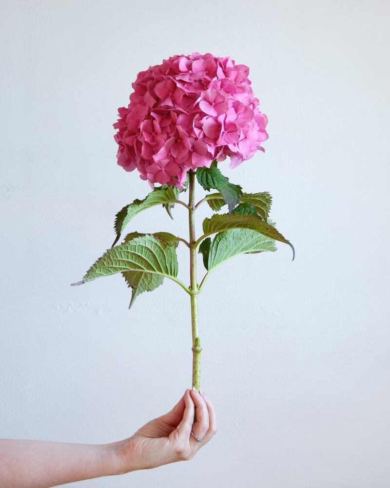 Stories from my Kitchen Table: Pink hydrangea. Photograph: Liza Cauldwell