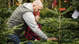 Real or fake Christmas tree – what’s better for the environment?