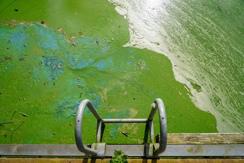 Toxic algae has formed over large parts of Lough Neagh, described by locals as having 'the consistency of soup'. Photograph: Enda O'Dowd