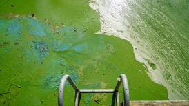 ‘Like the flip of a switch, it’s gone’: has the ecosystem of Lough Neagh collapsed?