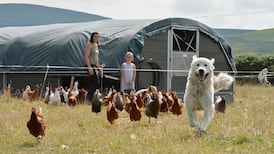 Meet gentle George the chicken dog and his hentourage
