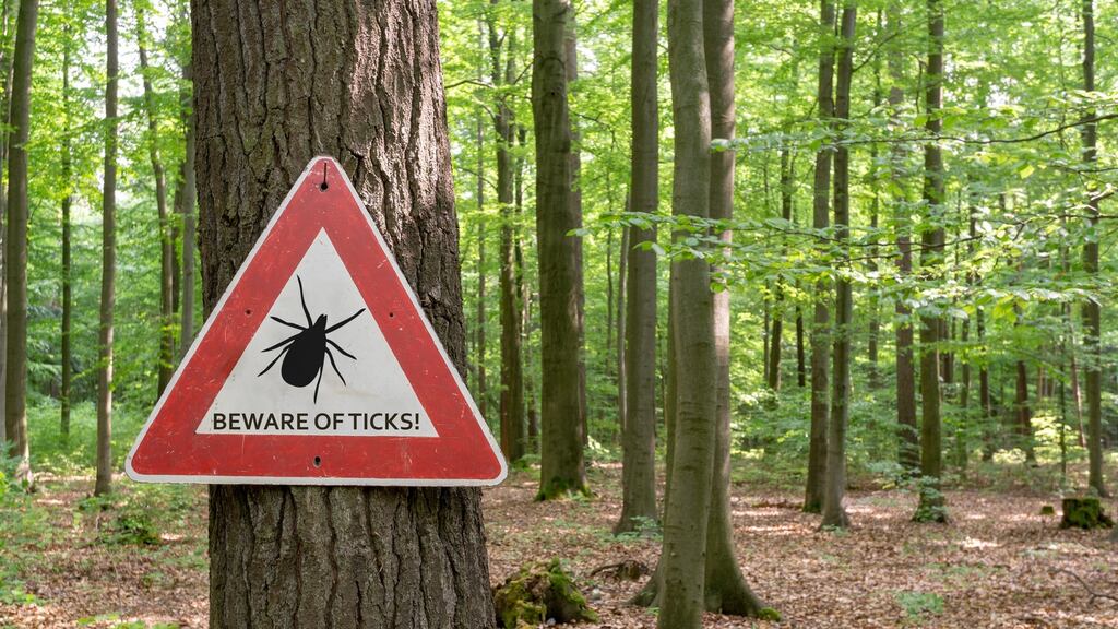 Ticks can live in undergrowth and latch onto humans when walking through undergrowth and long grass. Photograph: iStock
