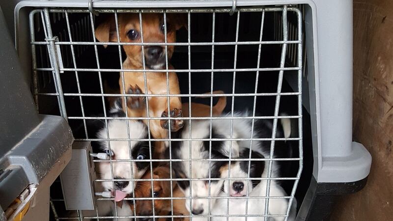 Some of the dogs found in a van in Cairnryan.