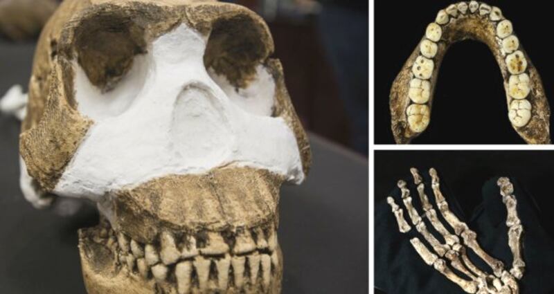 Handout images shows parts of Homo Naledi. Photograph: AFP/Wits ~University/John Hawks