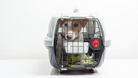 Up to €300 vet bills for pets travelling between Ireland and UK in no-deal Brexit