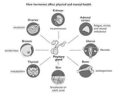 An illustration from, It's Probably Your Hormones, by Dr Mary Ryan.