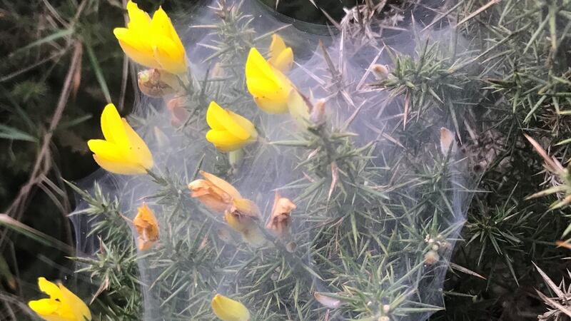 Web was made by the gorse spider mite, it damages the bush, as seen by the dying flowers.
