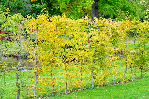 My beech hedge looks brown and tatty. Is it past the point of rescue?