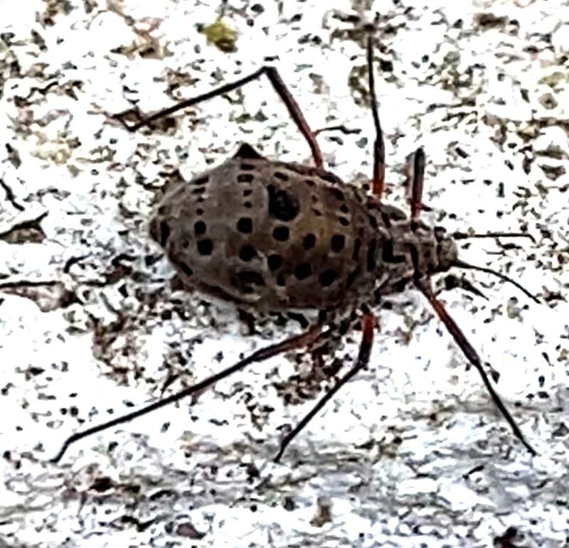 Giant willow aphids, Tuberolachnus salignus