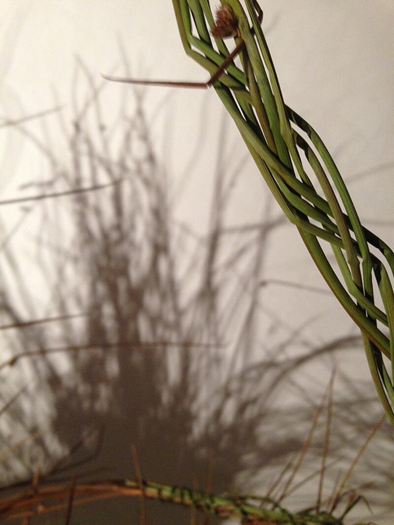 Rushes, an installation by Yvonne Hennessy