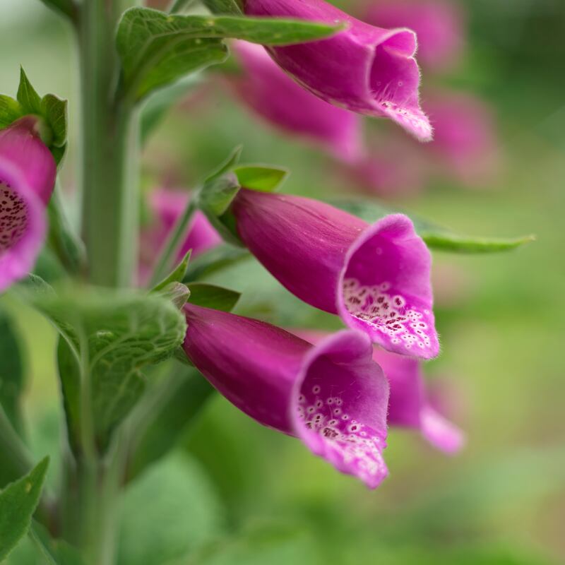 Foxgloves growing in an Irish garden. Photograph: Richard Johnston