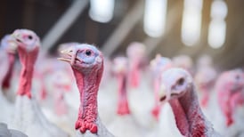 Bird flu: what the latest outbreaks mean for Christmas – and are people at risk?