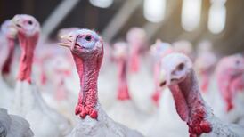 Thousands of turkeys to be culled in Co Monaghan in bid to contain avian flu outbreak