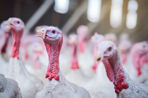 Latest avian flu outbreak confirmed at Co Carlow turkey facility