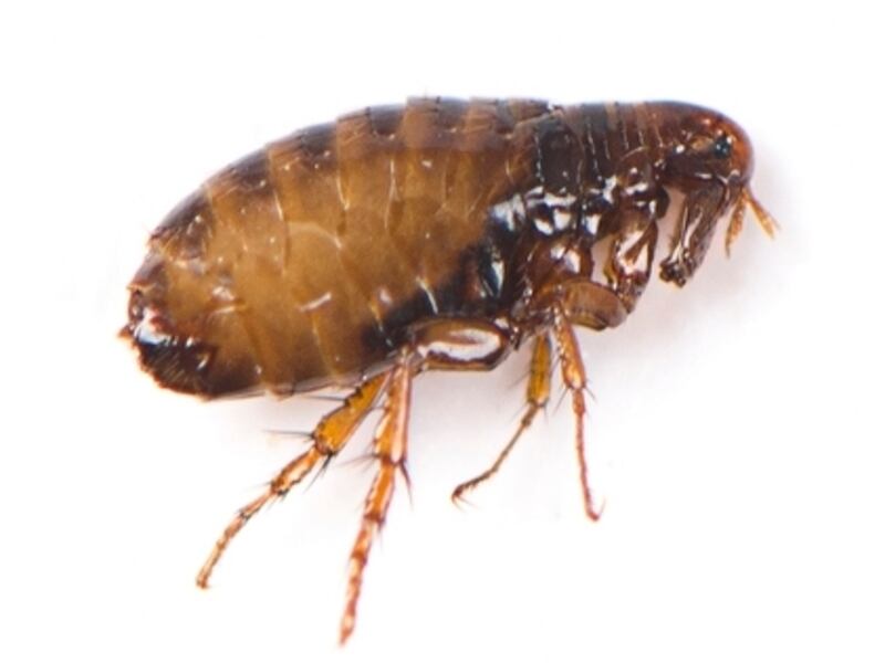 Ctenocephalides canis: Vets recommend continuous use of flea treatments but they can be harmful to the environment