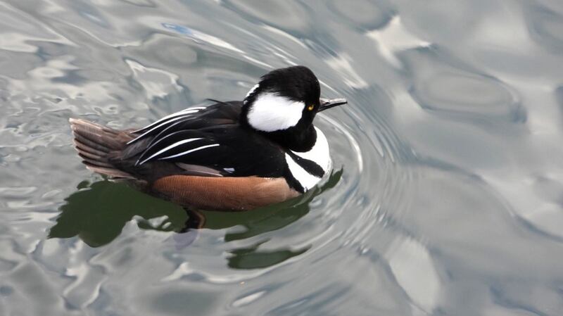 Hooded merganser