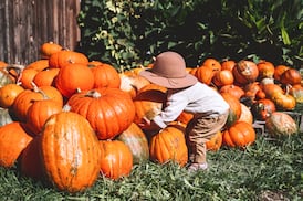 How to smash pumpkin records (or just grow regular-sized ones for Halloween)