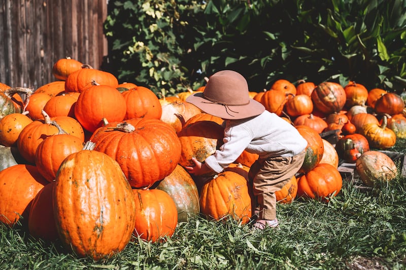 How to smash pumpkin records (or just grow regular-sized ones for Halloween)